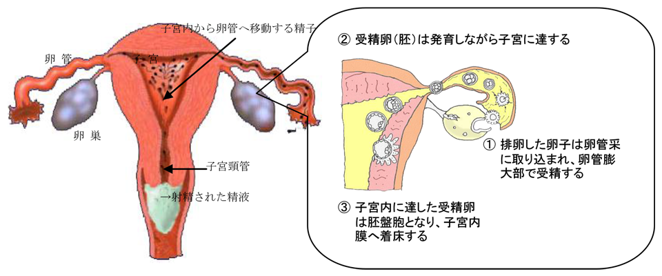 妊娠 着 床 いつ